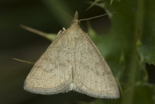 Réf. 22 521 : Psammotis pulveralis