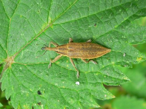Réf. 22 288 : Lixus iridis