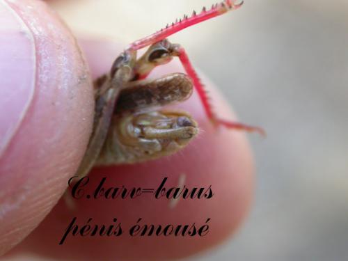 Calliptamus barbarus barbarus