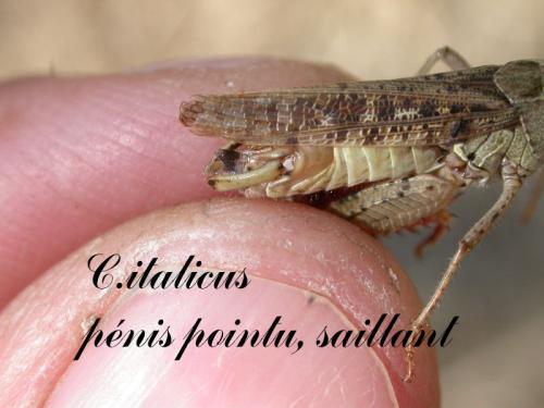 Calliptamus italicus