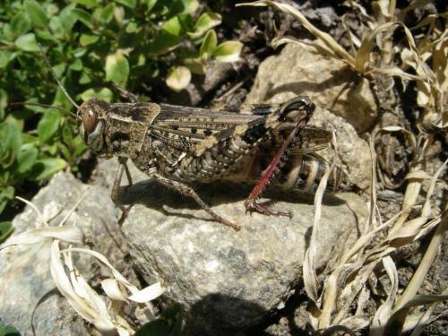 Calliptamus sp.