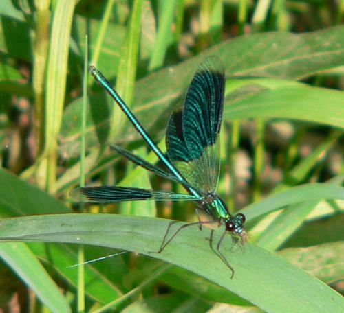 Calopteryx splendens
