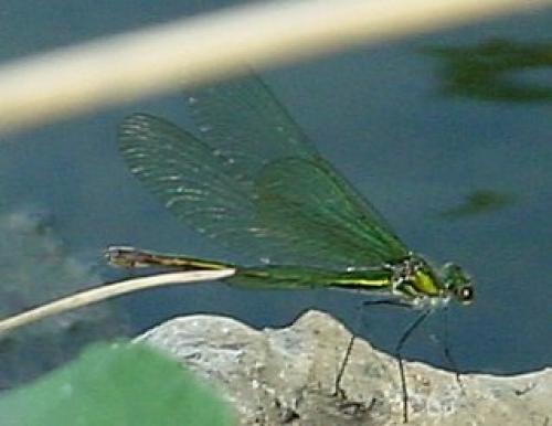 Calopteryx splendens