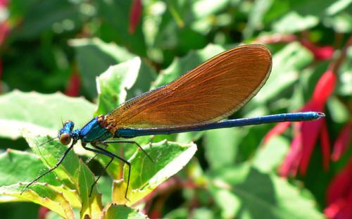 Calopteryx virgo