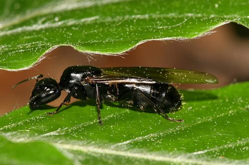 Réf. 22 498 : Camponotus vagus