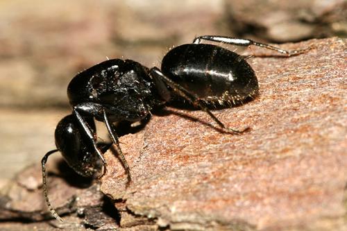 Réf. 22 500 : Camponotus vagus
