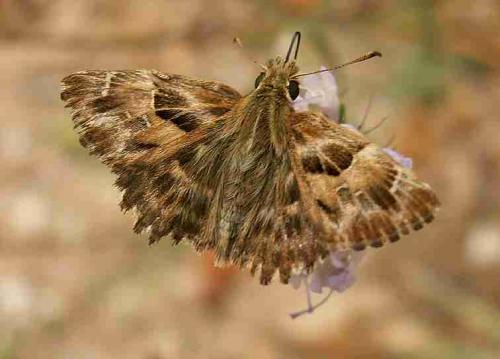 Réf. 22 296 : Carcharodus alceae