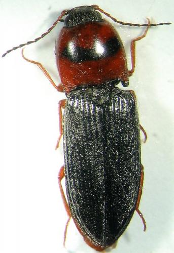 Cardiophorus ulcerosus