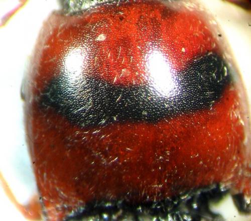 Réf. 22 627 : Cardiophorus ulcerosus