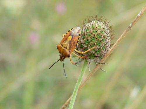 Réf. 22 843 : Carpocoris pudicus