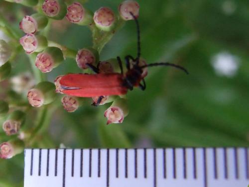 Réf. 22 839 : Lygistopterus sanguineus
