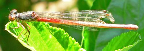 Ceriagrion tenellum