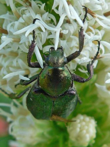 Gnorimus nobilis