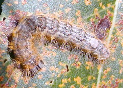 Subacronicta megacephala