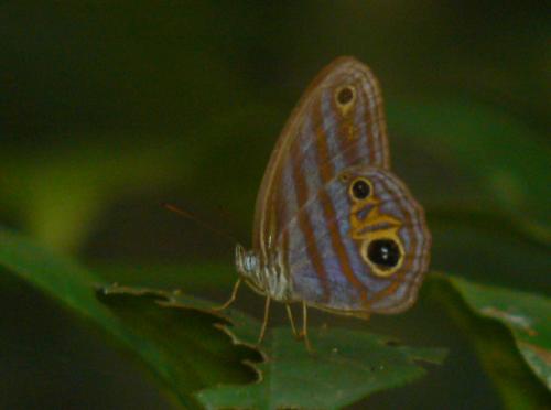 Chloreuptychia chlorimene