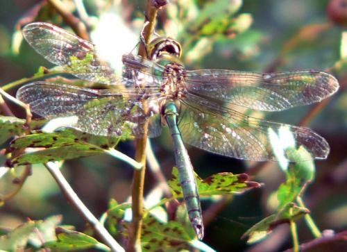 Somatochlora metallica