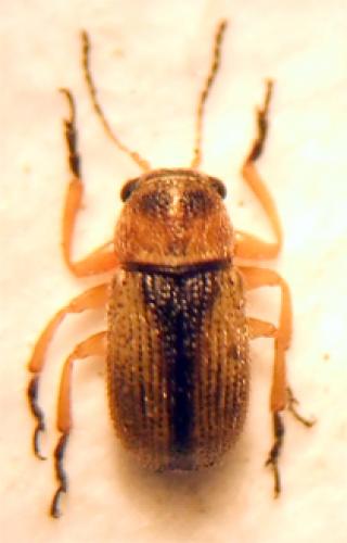 Réf. 22 919 : Stylosomus tamarisci