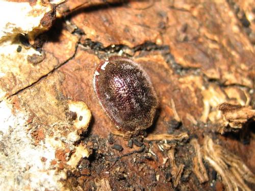 Réf. 22 027 : Thymalus limbatus