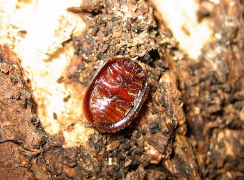 Thymalus limbatus