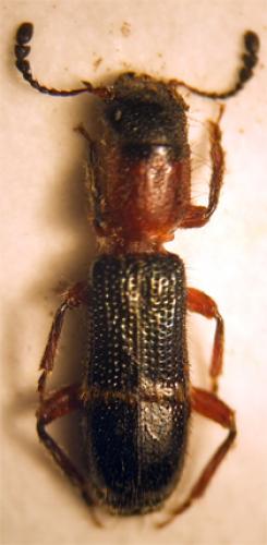 Réf. 22 965 : Paratillus carus