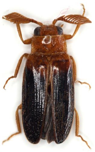 Selasia sp.