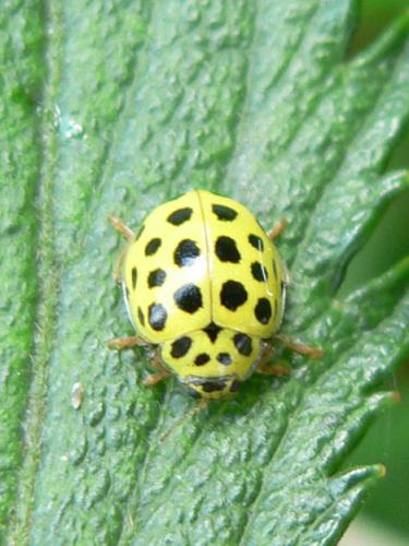 Réf. 22 168 : Psyllobora vigintiduopunctata