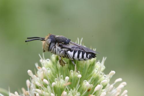 Réf. 22 696 : Coelioxys sp.