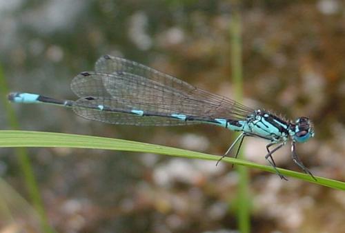 Réf. 22 193 : Coenagrion pulchellum
