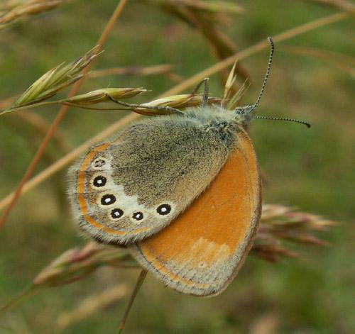 Coenonympha glycerion