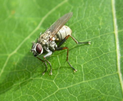 Réf. 22 006 : Coenosia tigrina