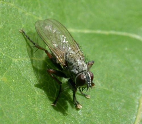 Réf. 22 007 : Coenosia tigrina