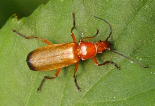Réf. 22 262 : Rhagonycha fulva
