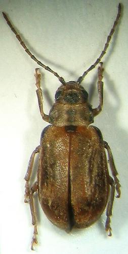 Réf. 22 300 : Pyrrhalta viburni