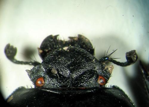 Thorectes intermedius