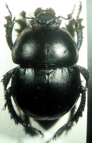 Réf. 22 301 : Thorectes intermedius