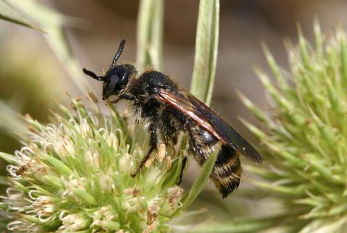 Réf. 22 270 : Colpa quinquecincta