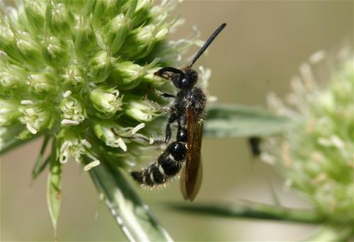 Réf. 22 647 : Colpa quinquecincta