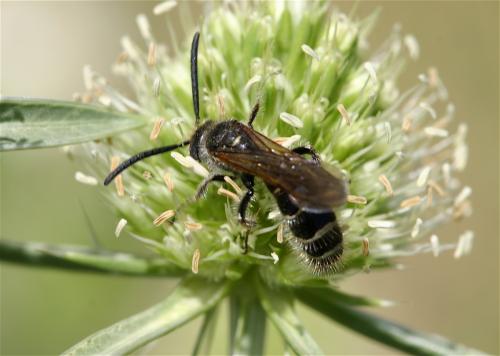 Réf. 22 646 : Colpa quinquecincta