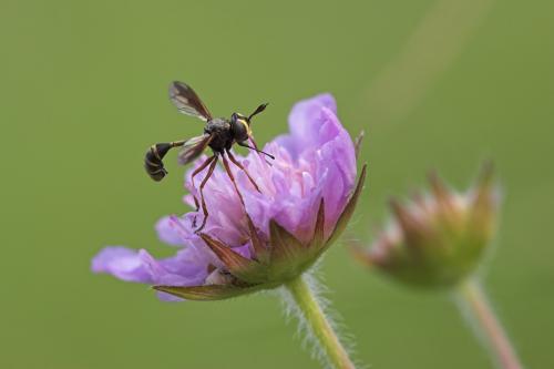 Physocephala sp.
