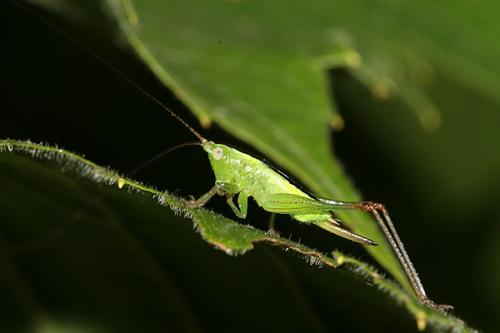 Réf. 22 496 : Conocephalus fuscus
