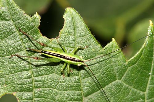 Réf. 22 497 : Conocephalus fuscus