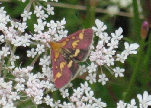 Réf. 22 052 : Pyrausta purpuralis
