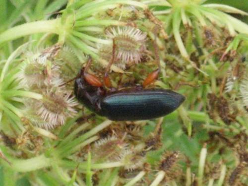 Ophonus ardosiacus