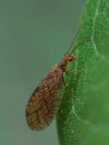 Micromus angulatus