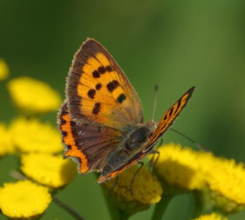 Lycaena phlaeas