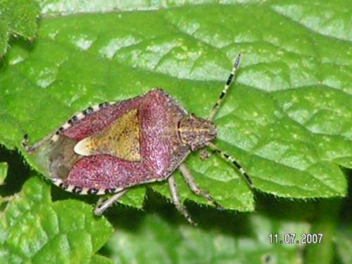 Réf. 22 210 : Dolycoris baccarum