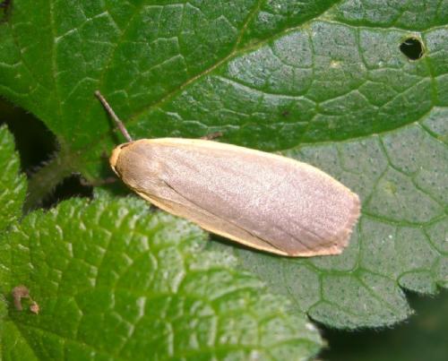 Eilema griseola