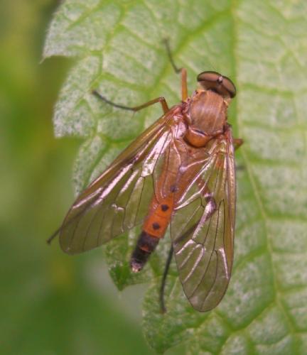 Rhagio tringarius