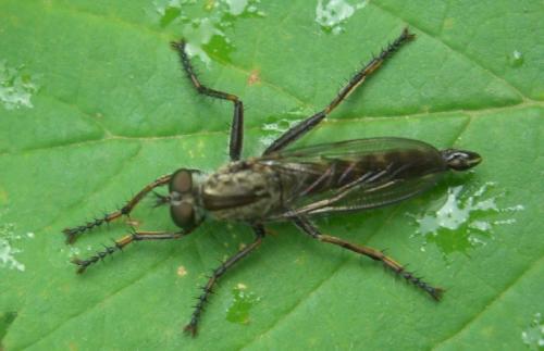 Asilinae
