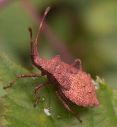 Coreus marginatus